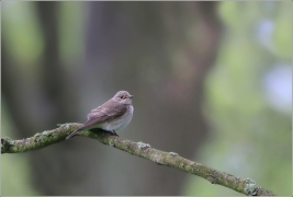 <p>LEJSEK ŠEDÝ (Muscicapa striata) - Šluknov</p>